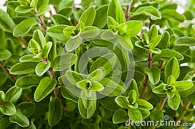 Marjoram Stock Photo