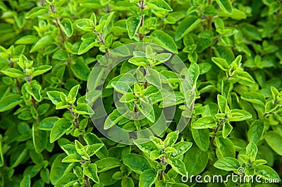 Marjoram Stock Photo