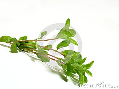 Marjoram Stock Photo