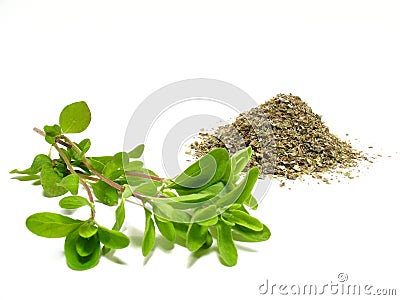 Marjoram Stock Photo