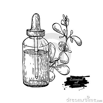 Marjoram essential oil bottle and marjoram leaves hand drawn vector illustration. Isolated plant drawing for Vector Illustration