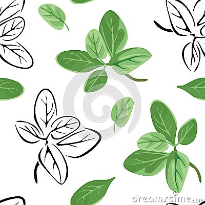Marjoram seamless pattern. Vector color illustration of green herbs on white background. Vector Illustration