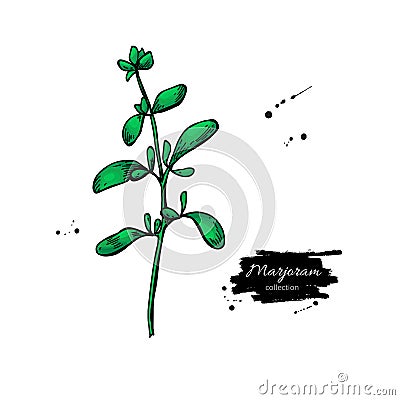 Marjoram vector hand drawn illustration. Isolated spice object. Vector Illustration