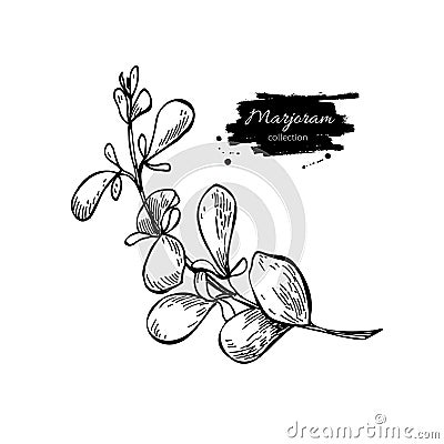 Marjoram vector hand drawn illustration. Isolated spice object. Vector Illustration