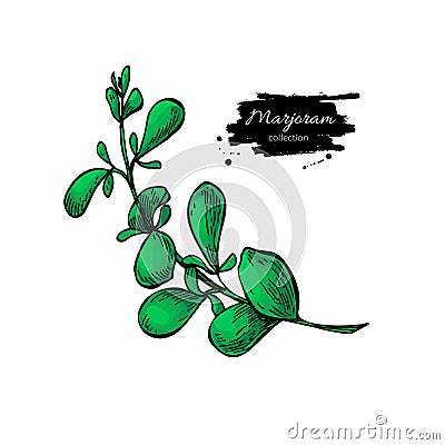 Marjoram vector hand drawn illustration. Isolated spice object. Vector Illustration