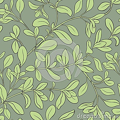 Marjoram vector pattern Vector Illustration