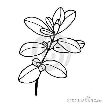 Marjoram. Vector stock illustration eps10. Isolate on white background, outline, hand drawing. Vector Illustration