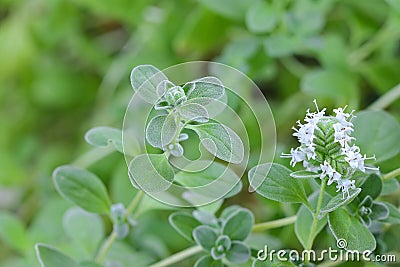 Marjoram with white flowers blossoming in the garden Stock Photo