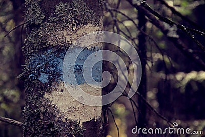 The mark on the tree is blue Stock Photo