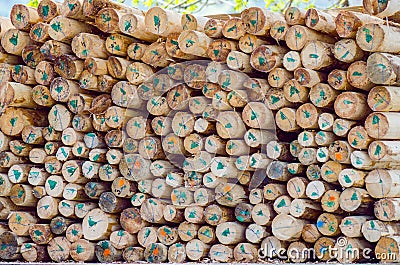 Marked Chopped Trees Stock Photo