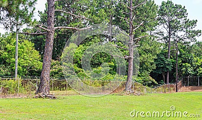 Marked Dead Pine Trees Stock Photo