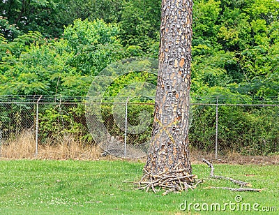 Marked Dead Pine Trees Stock Photo