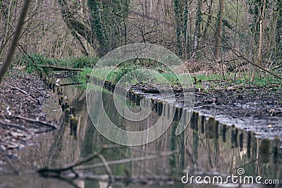 A marked water channel in swampy woods going to a dead end Stock Photo