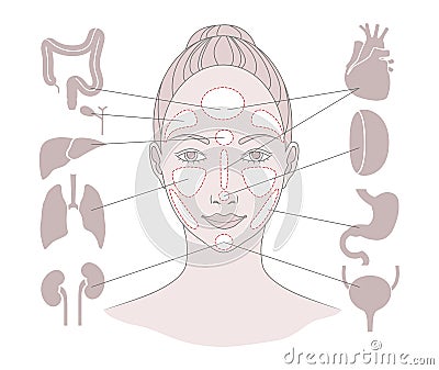 Markers of reflexology zones. Projection of the internal organs on the face of a woman. Isolated on white background Stock Photo