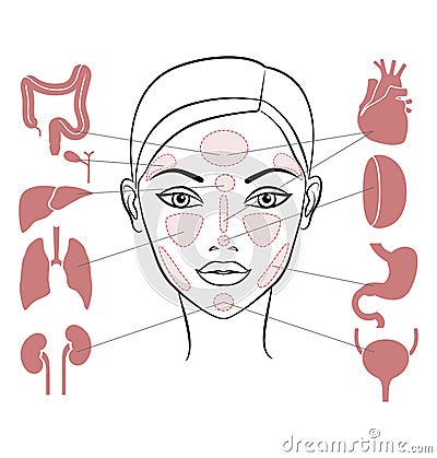 Markers of reflexology zones. Projection of the internal organs on the face of a woman. Isolated on white background Stock Photo