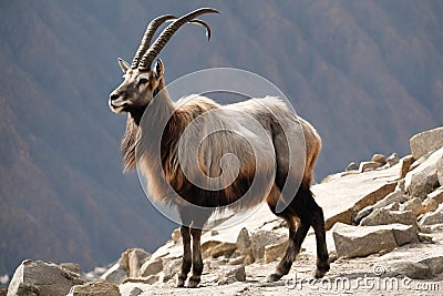 Portrait of a majestic male Alpine Ibex (Capra ibex) poised on a rugged mountain rock, Stock Photo