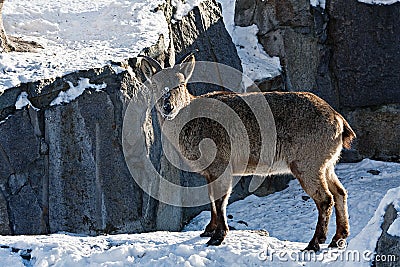 Markhor goat in the snow Stock Photo