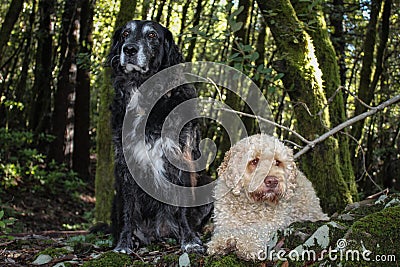 Marley and Lilly Stock Photo