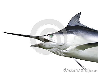 Marlin - Swordfish Stock Photo