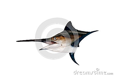 Marlin - Swordfish,Sailfish saltwater fish (Istiophorus) isolate Stock Photo