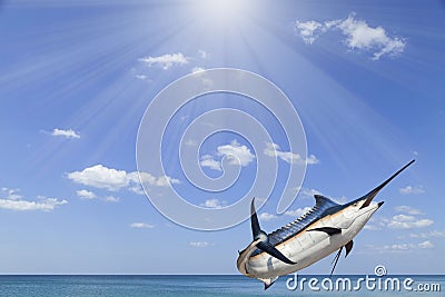 Marlin - Swordfish,Sailfish saltwater fish (Istiophorus)with sun Stock Photo