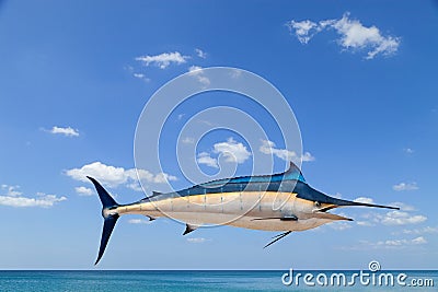 Marlin - Swordfish,Sailfish saltwater fish (Istiophorus) isolate Stock Photo