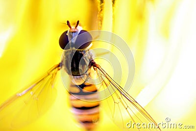 Marmalade hoverfly Stock Photo