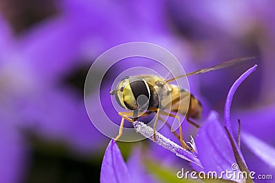 Marmalade hoverfly Episyrphus balteatus Stock Photo