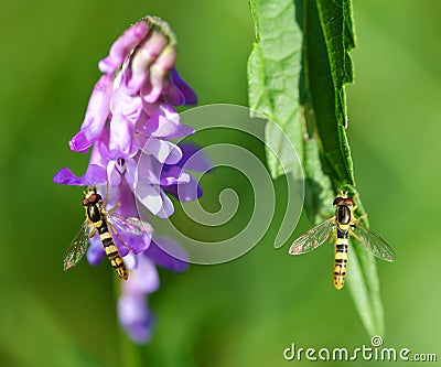 Marmalade Hoverfly - Episyrphus balteatus sitting on the purple flower Tufted Vetch and green leaf. Stock Photo