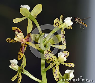 Marmalade Hoverfly on Exotic Orchid Stock Photo