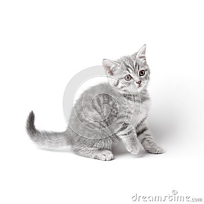 Marmoreal british kitten isolated on white Stock Photo