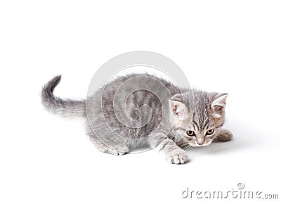 Marmoreal british kitten isolated on white Stock Photo