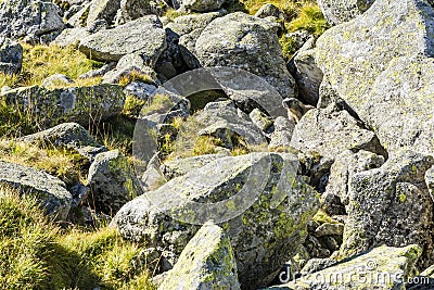 Marmot among boulders. Stock Photo