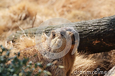 Marmot Stock Photo