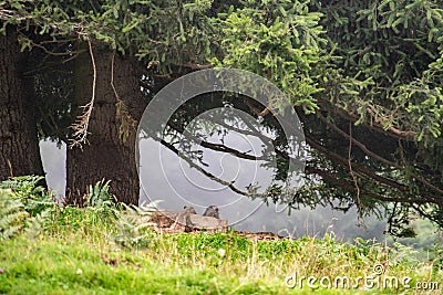 A marmot hiding beneath a big fir tree, High Tauern National Park Stock Photo