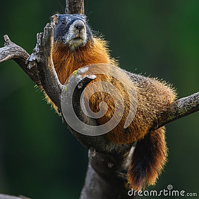Marmot Lazes in Tree Branch Stock Photo