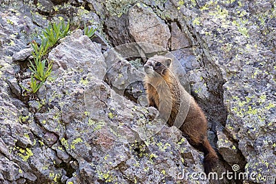 Marmot Stock Photo