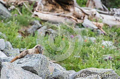 Marmot Rests on Boulders Stock Photo