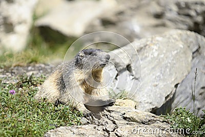 Marmot Stock Photo