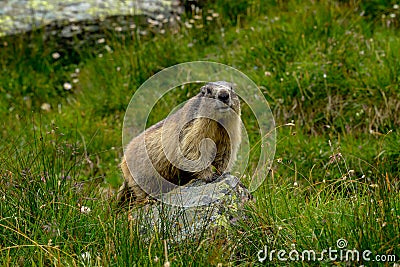 Marmot Sitting on the Stone on GrossGlockner Hochalpenstrasse Stock Photo