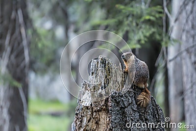 Marmot on Tree Trunk Stock Photo