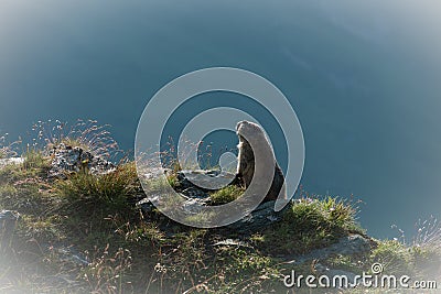 Marmota Stock Photo