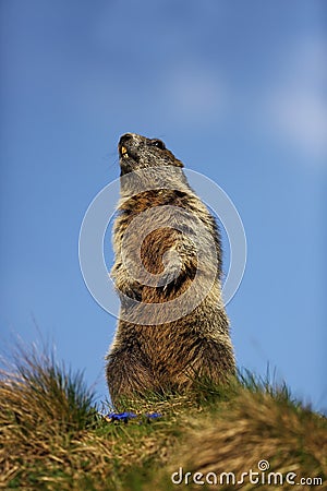 Marmota marmota. Photographed in Austria. Free nature. Mountains. Stock Photo