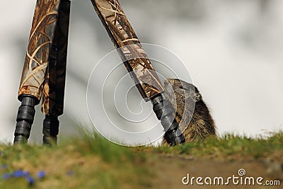 Marmota marmota. Photographed in Austria. Free nature. Mountains. Stock Photo