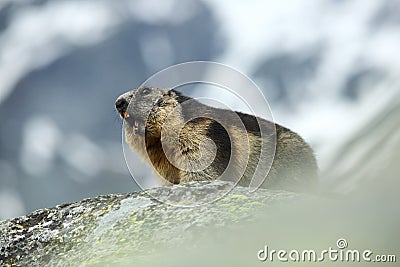 Marmota marmota. Photographed in Austria. Free nature. Mountains. Stock Photo