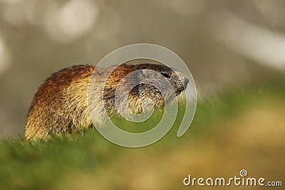 Marmota marmota. Photographed in Austria. Free nature. Mountains. Stock Photo