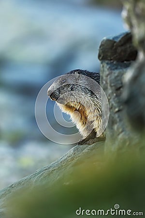 Marmota marmota. Photographed in Austria. Free nature. Mountains. Stock Photo