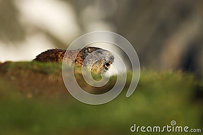 Marmota marmota. Photographed in Austria. Free nature. Mountains. Stock Photo