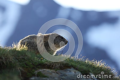 Marmota marmota. Photographed in Austria. Free nature. Mountains. Stock Photo