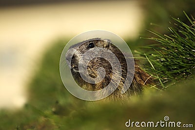 Marmota marmota. Photographed in Austria. Free nature. Mountains. Stock Photo